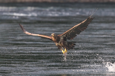 Bald-Eagle;British-Columbia;Canada;Eagle;Flying-Bird;Haliaeetus-leucocephalus;Ph